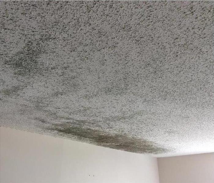 Mold growth on popcorn ceiling 