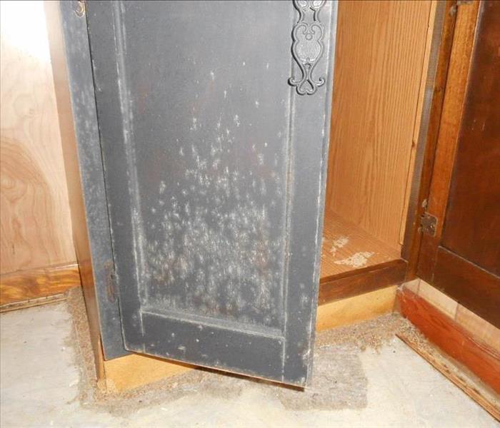 Mold growth on cabinet door and surrounding floor